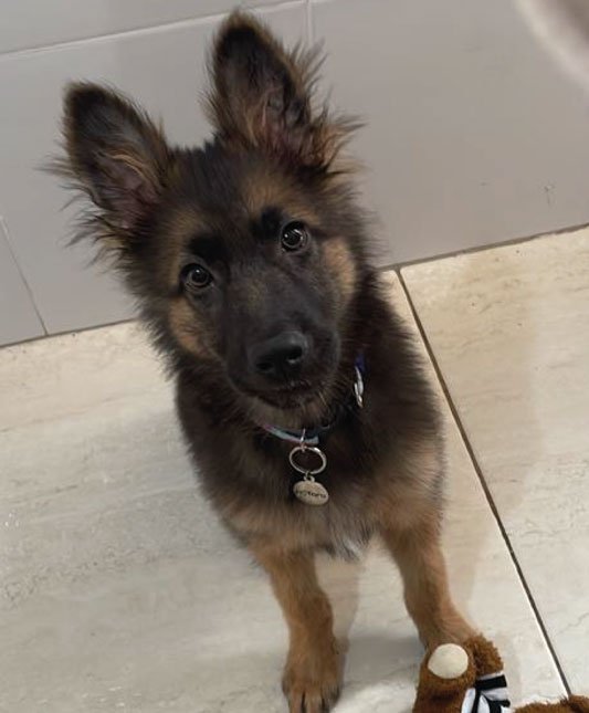 Venda de Filhotes de Cachorro em São Paulo - Filhotes de Qualidade