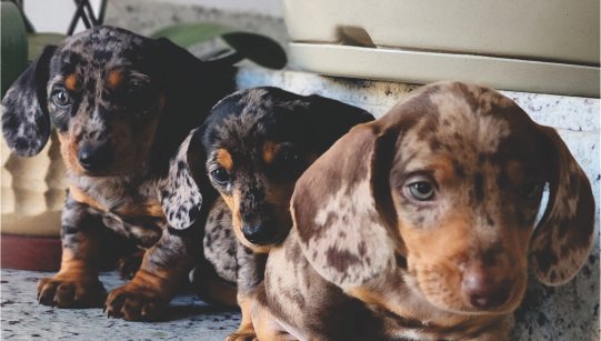 FILHOTE DACHSHUND (TECKEL) disponível em São Paulo - Palace Filhotes