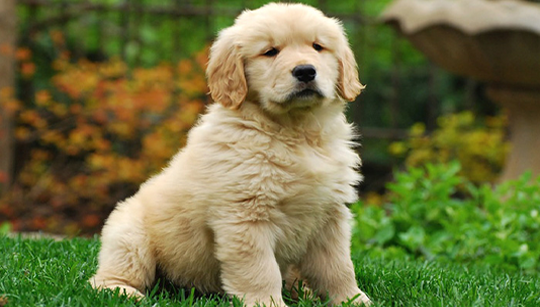 FILHOTE GOLDEN RETRIEVER disponível em São Paulo - Palace Filhotes
