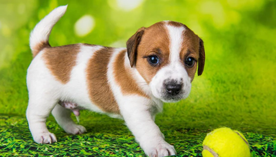 FILHOTE JACK RUSSELL TERRIER disponível em São Paulo - Palace Filhotes