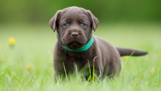 FILHOTE LABRADOR RETRIEVER disponível em São Paulo - Palace Filhotes