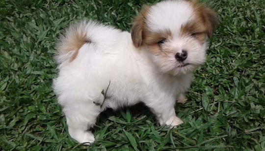 FILHOTE LHASA APSO disponível em São Paulo - Palace Filhotes