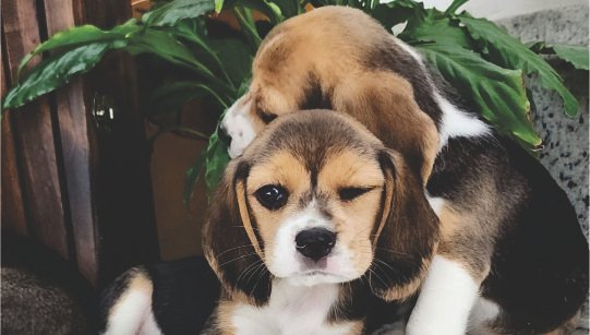 FILHOTE BEAGLE disponível em São Paulo - Palace Filhotes