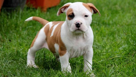 FILHOTE PIT BULL TERRIER disponível em São Paulo - Palace Filhotes