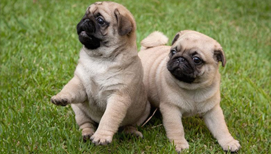 FILHOTE PUG disponível em São Paulo - Palace Filhotes