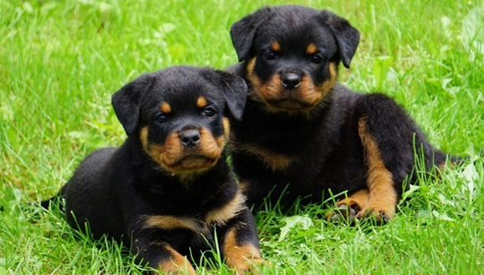 FILHOTE ROTTWEILER disponível em São Paulo - Palace Filhotes