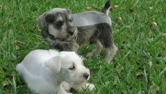 FILHOTE SCHNAUZER disponível em São Paulo - Palace Filhotes