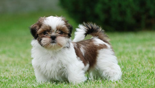 FILHOTE SHIH TZU (SHITZU) disponível em São Paulo - Palace Filhotes