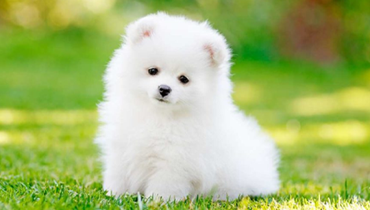 FILHOTE SPITZ ALEMÃO (LULU DA POMERÂNIA) disponível em São Paulo - Palace Filhotes