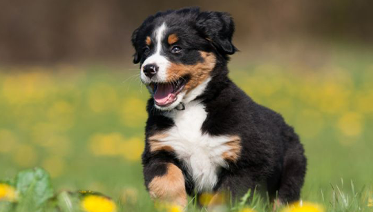 FILHOTE BERNESE MOUNTAIN DOG (BOIADEIRO BERNÊS) disponível em São Paulo - Palace Filhotes