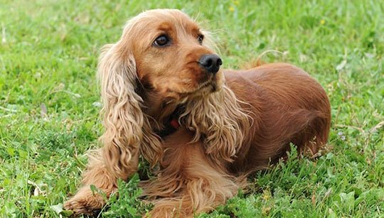 FILHOTE COCKER SPANIEL INGLÊS disponível em São Paulo - Palace Filhotes