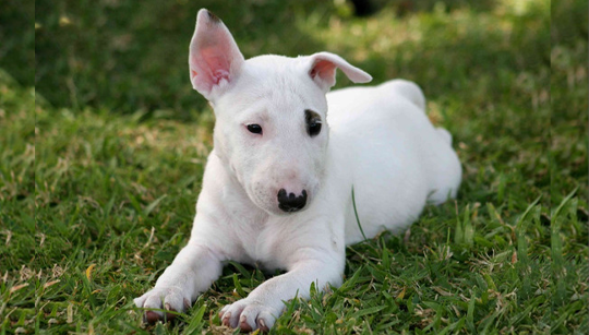 FILHOTE BULL TERRIER INGLÊS disponível em São Paulo - Palace Filhotes