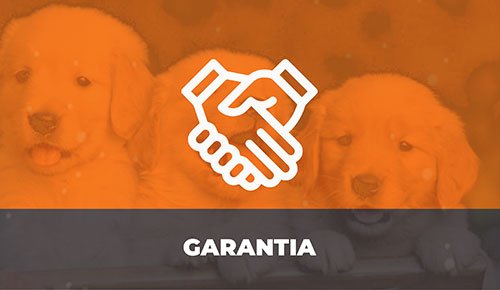 Venda de Filhotes de Cachorro em São Paulo - Filhotes de Qualidade