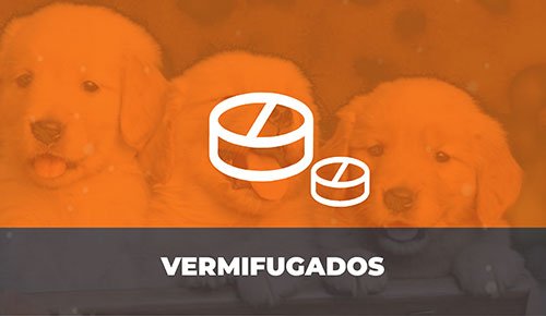 Venda de Filhotes de Cachorro em São Paulo - Filhotes de Qualidade