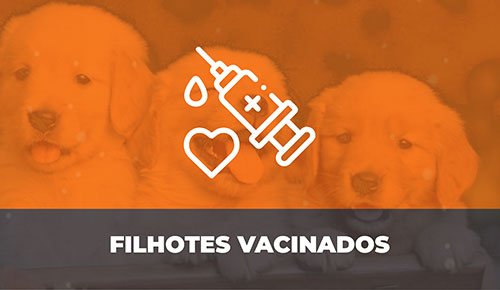 Venda de Filhotes de Cachorro em São Paulo - Filhotes de Qualidade