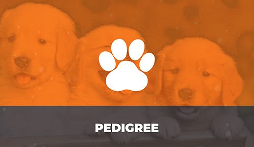 Venda de Filhotes de Cachorro em São Paulo - Filhotes de Qualidade